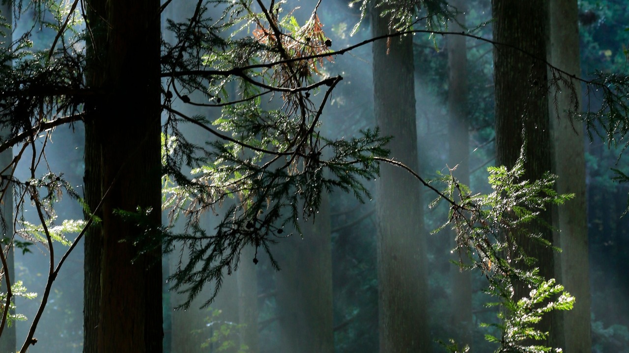 Trees in a rainforest